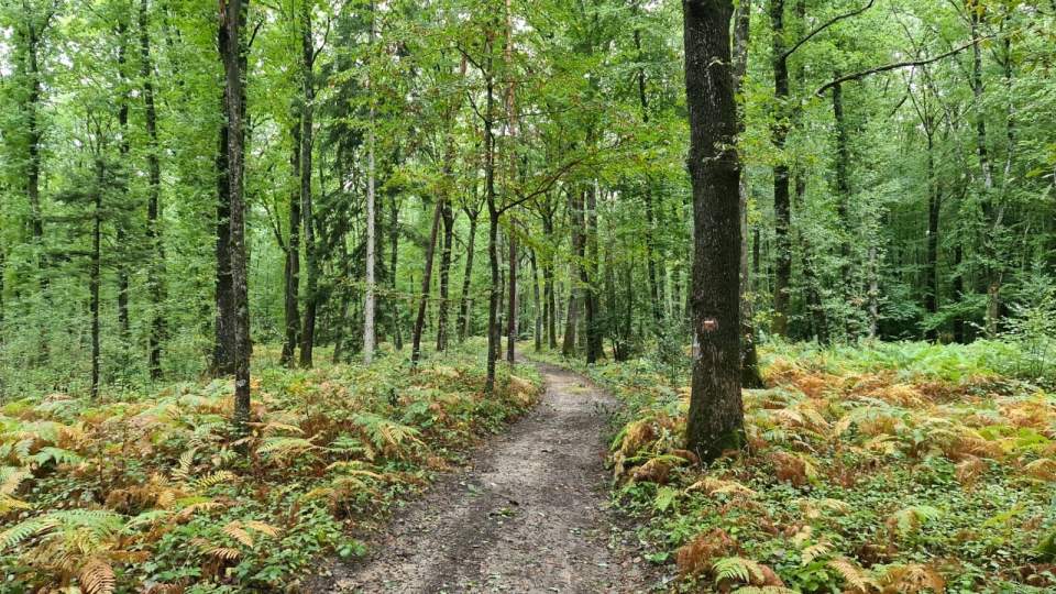 Forêt dans l'Yonne | Domaine &amp; Golf du Roncemay | Hotel 4 étoiles Auxerre